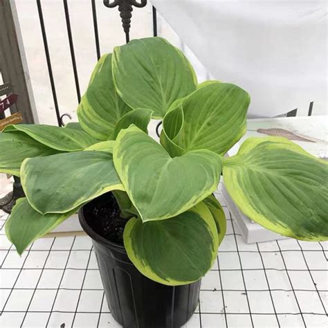 圓葉玉簪|圓葉玉簪 Frances williams Hosta (Hosta sieboldiana)